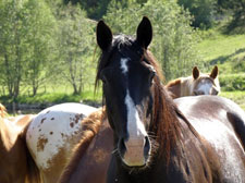 Canada-British Columbia-Thompson-Nicola Guest Ranch